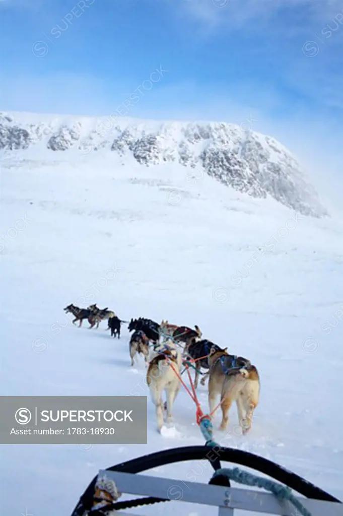Dogs pulling sled towards Hallingskarvet Mountain, Ustaoset, Norway.