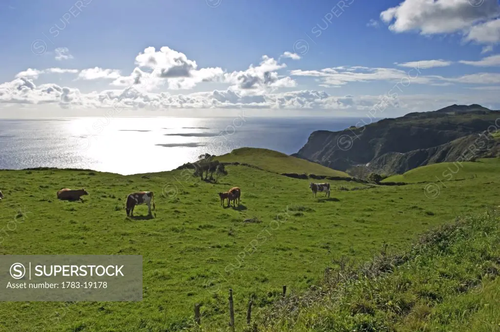 Pastoral landscape of Santa Maria Island, Archipelago of Azores, Portugal.