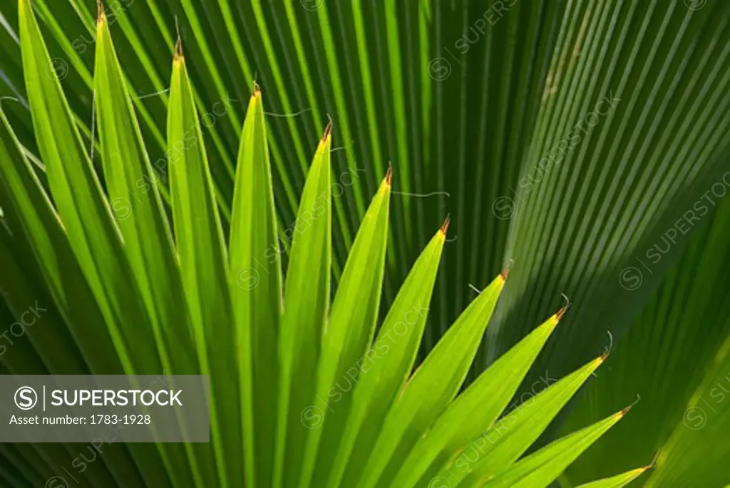 Leaf, Grenada  