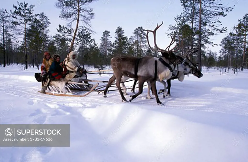 Family from Khanty tribe & reindeer, snow and pine trees, Siberia, Russia. The Arctic Circle , Siberia, Russia.
