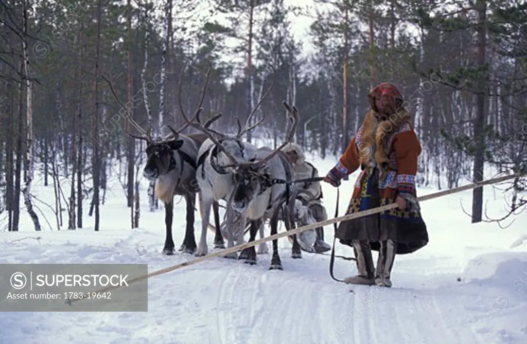Wife from Khanty tribe & reindeer, snow and pine trees, Siberia, Russia. The Arctic Circle , Siberia, Russia.