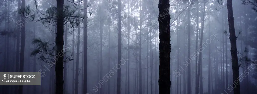 Pine trees in cloud in the 'Forest Corona' , Tenerife