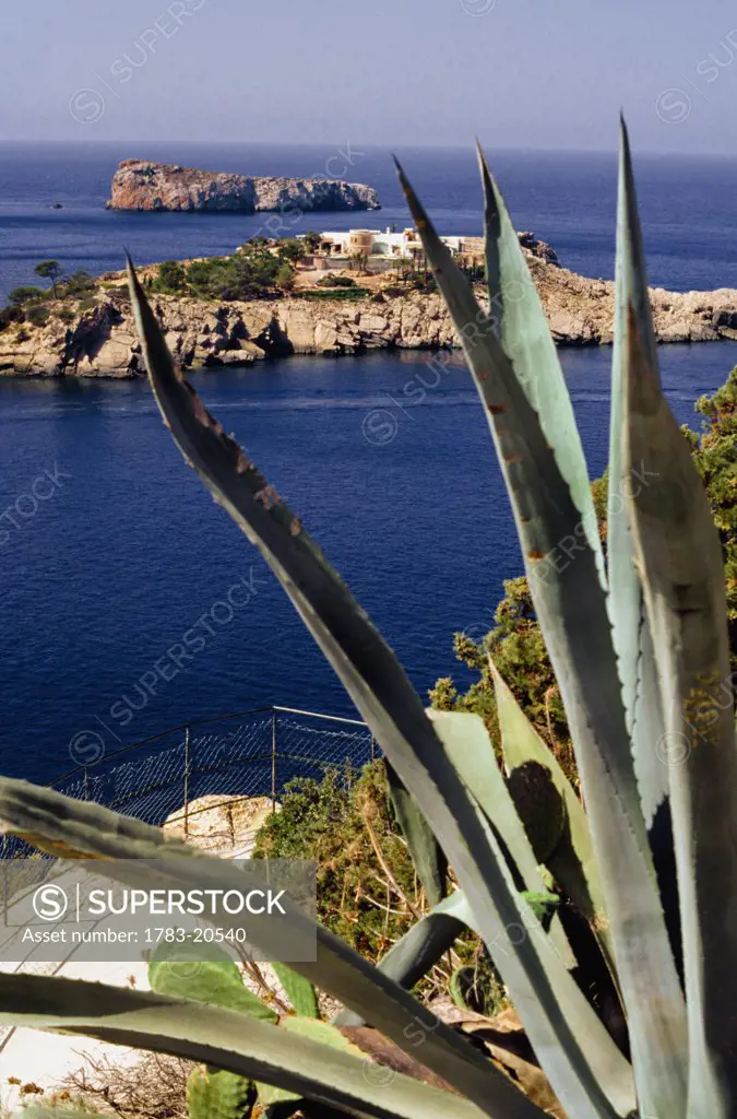 Exotic plants at Ibiza coastline in Balearics, Ibiza, Balearic Islands, Spain.