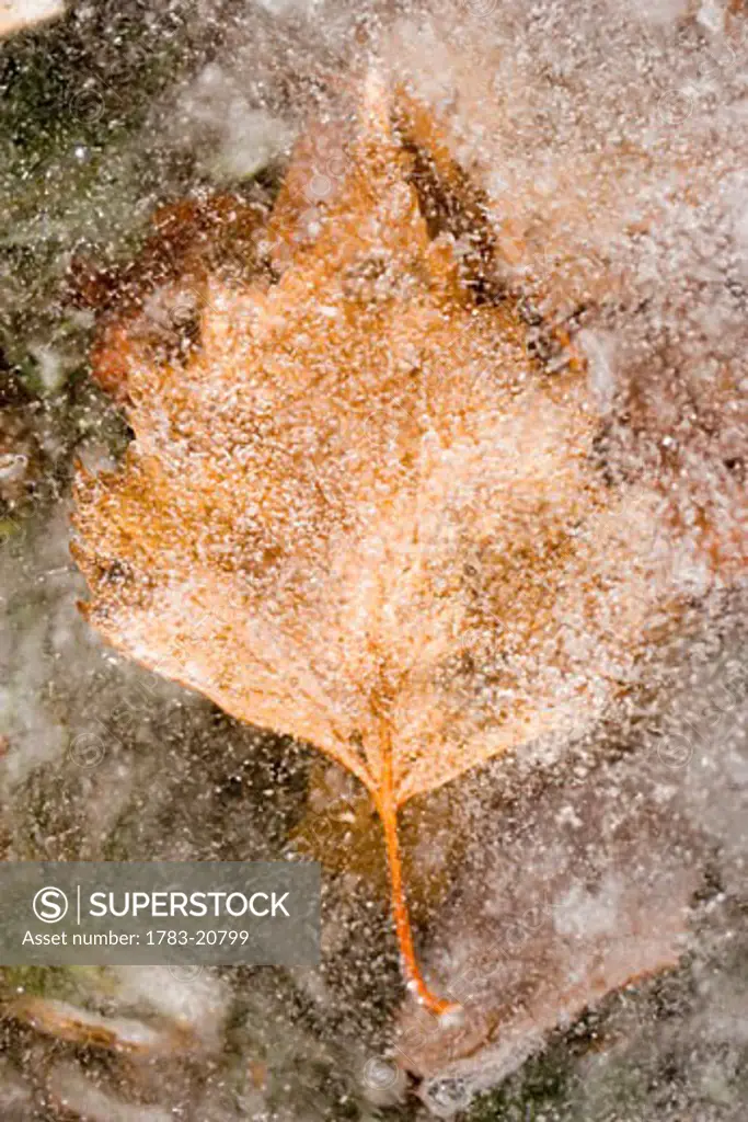 Close-up of frozen leaf, Cardos Valley, Pyrenees, Spain.