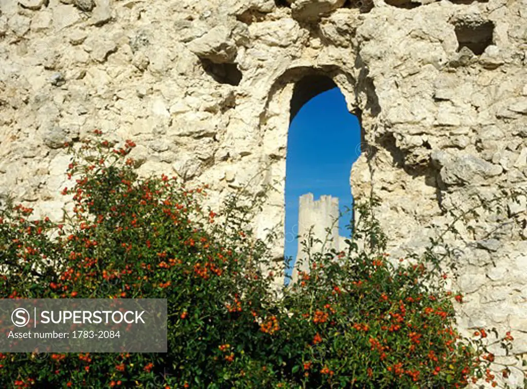 Rosehip bush in front of hole in ruined wall, looking through to the castle of Rocca Calascio, Abruzzo, Italy. 
