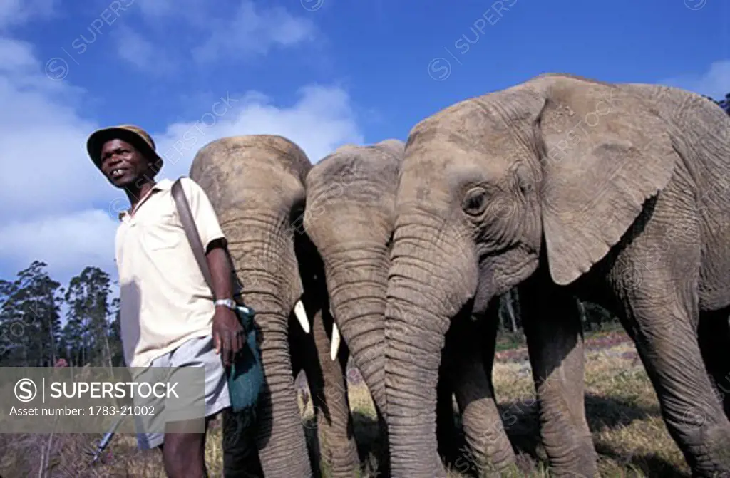 Orphan elephants with warden nr. Knysna  , Western Cape, South Africa.