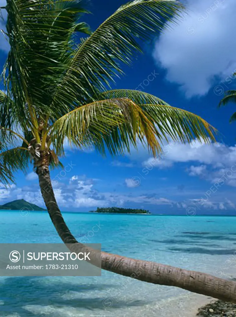 Palm tree leaning over sea, Bora Bora