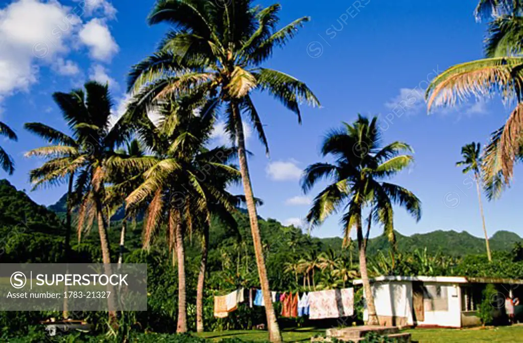 Palm trees outside village house, Rarotonga, Cook Islands.