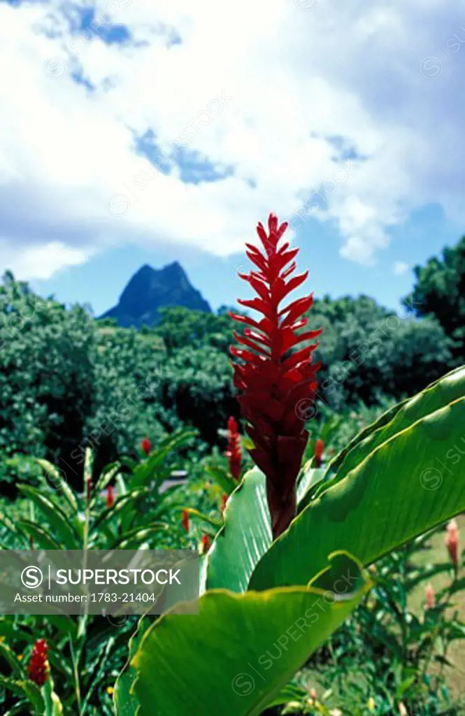 Red ginger flower in lush tropical scenery, Manihi, South Pacific