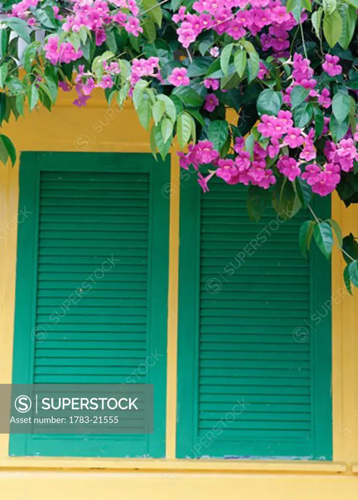 Flowers hanging over shutters of a house, close up, St Lucia