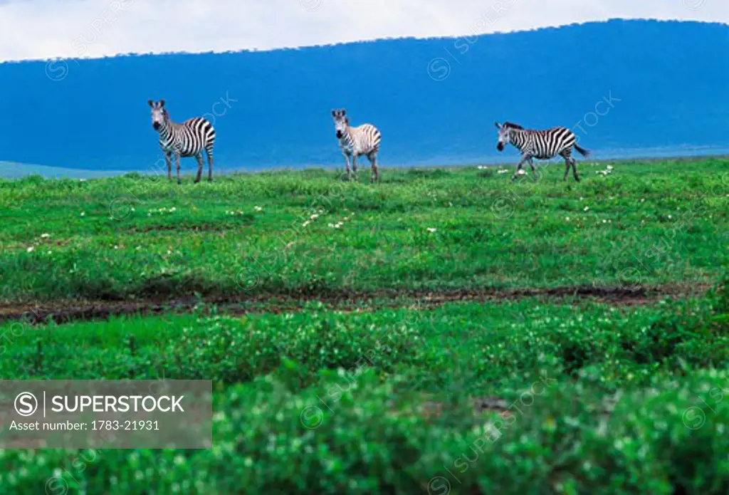 Zebra on Ngorongoro Crater., Tanzania.