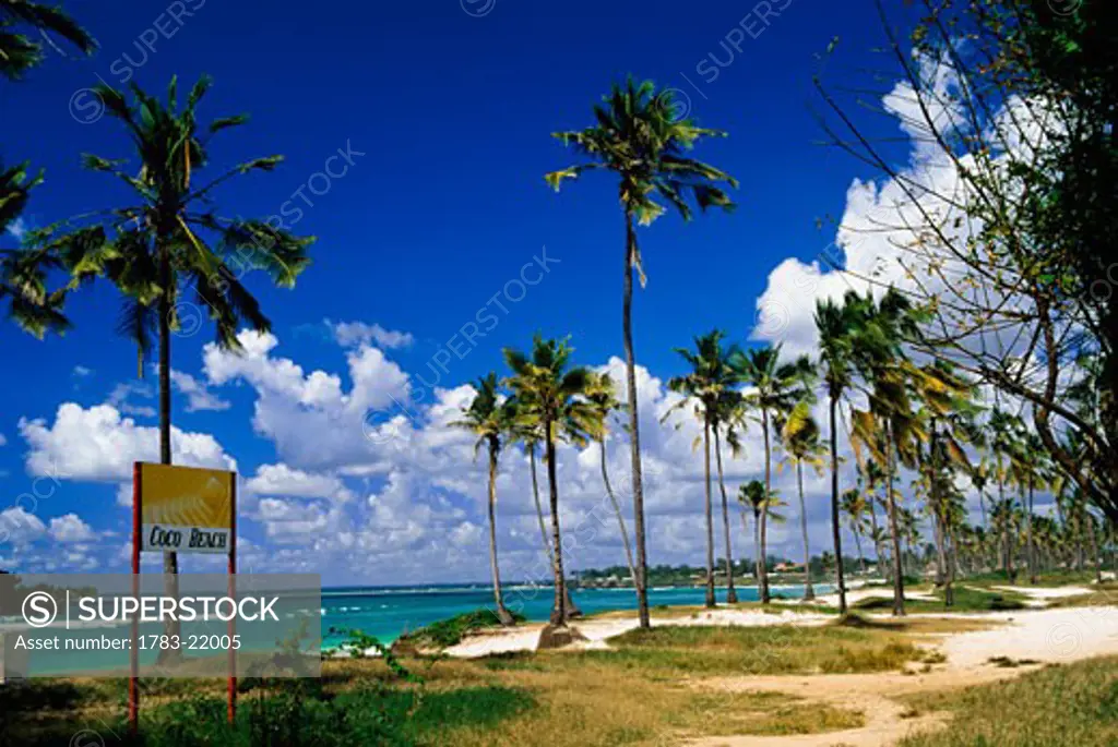 Palm trees at Coco Beach, Dar es Salaam, Tanzania.