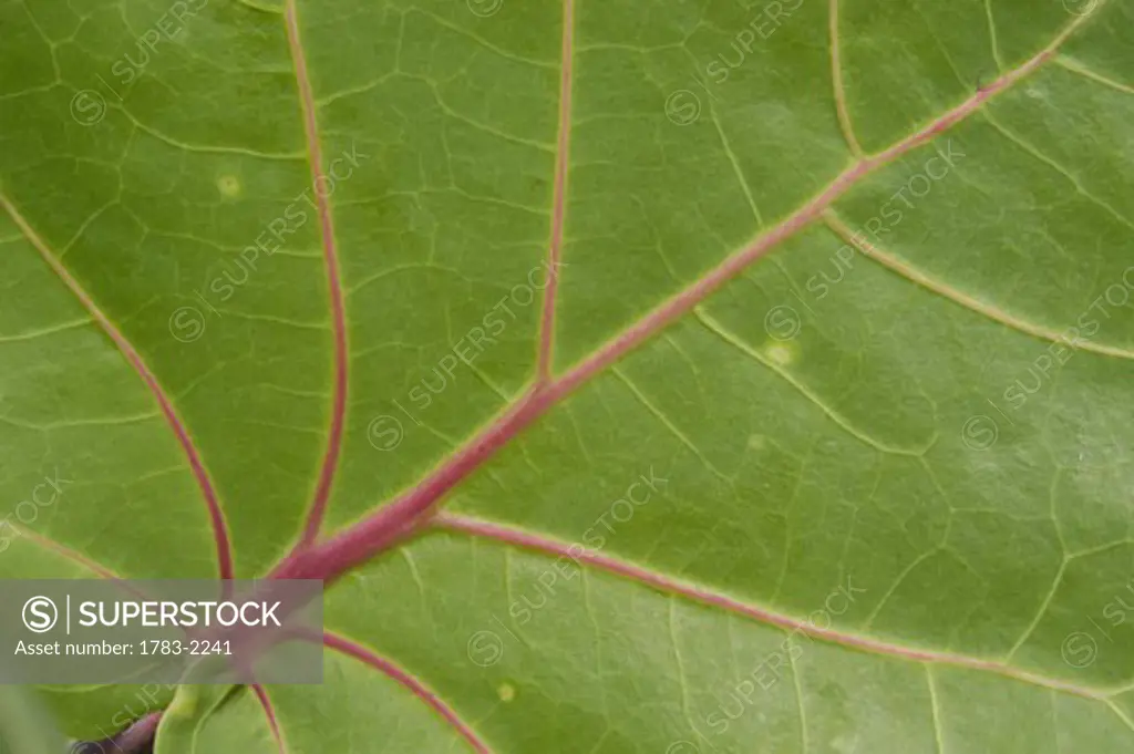 Detail of leaf, Jamaica. 