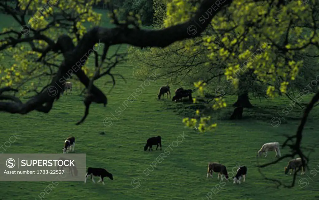 Cattle grassing in Basildon Park, Berkshire, England