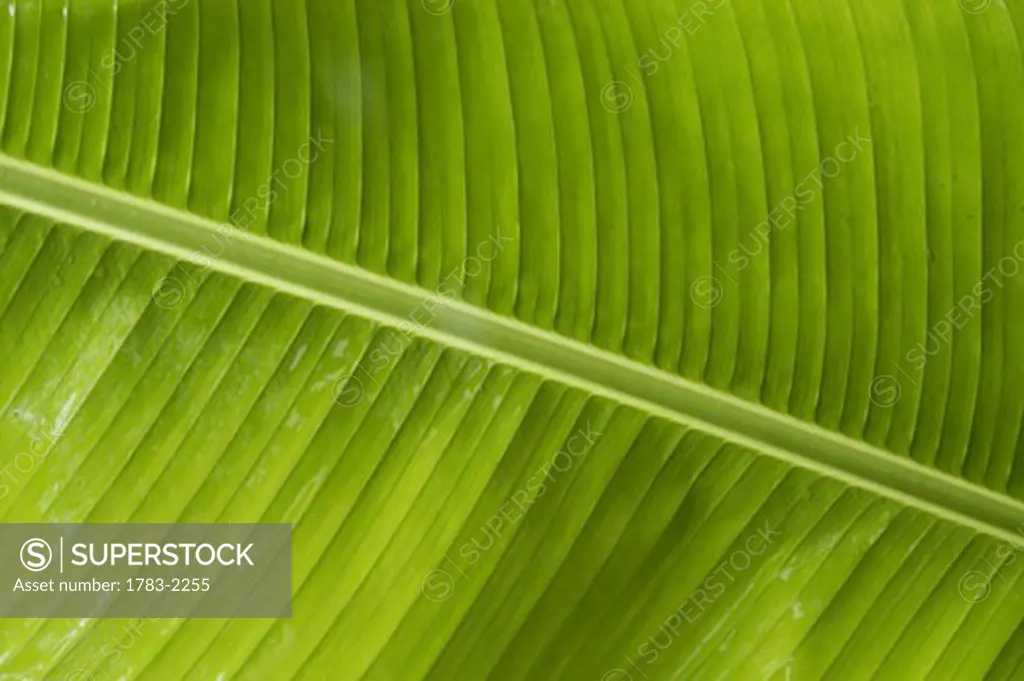 Detail of banana leaf, Jamaica. 
