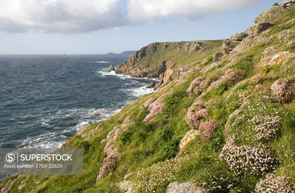 Headland and Sea Pinks, towards Cape Cornwall, Cornwall, England..