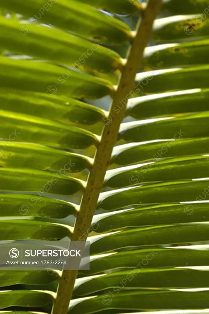 Detail of palm frond, Jamaica. 