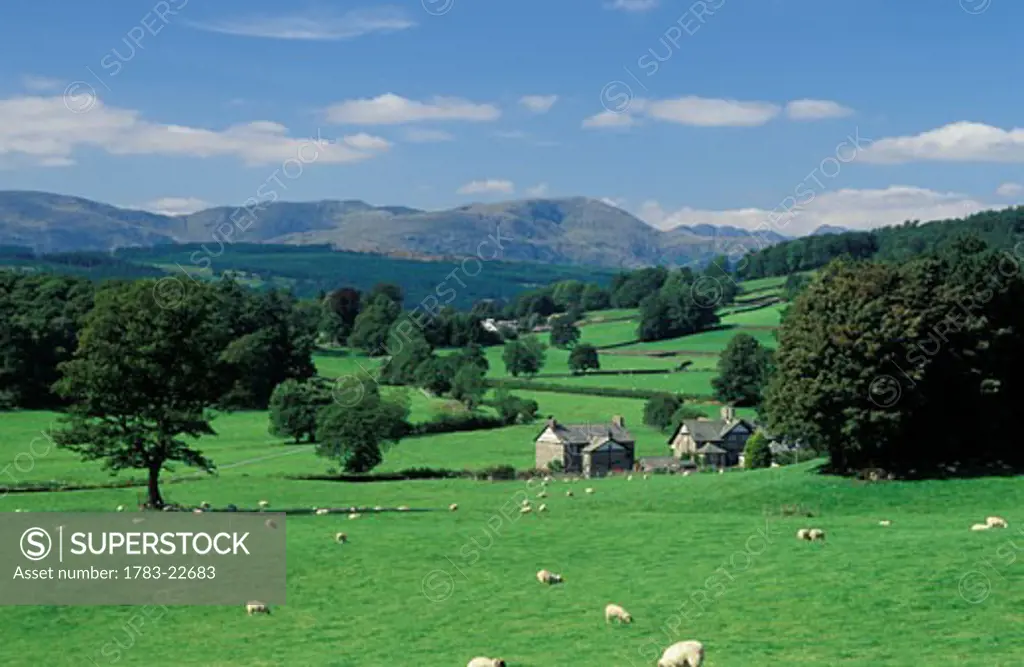 Sheepand houses in landscape  , Lake District, Cumbria, England .