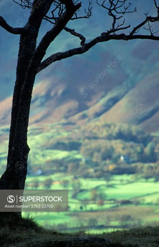 Silhouetted tree in landscape , Lake District, Borrowdale , England .