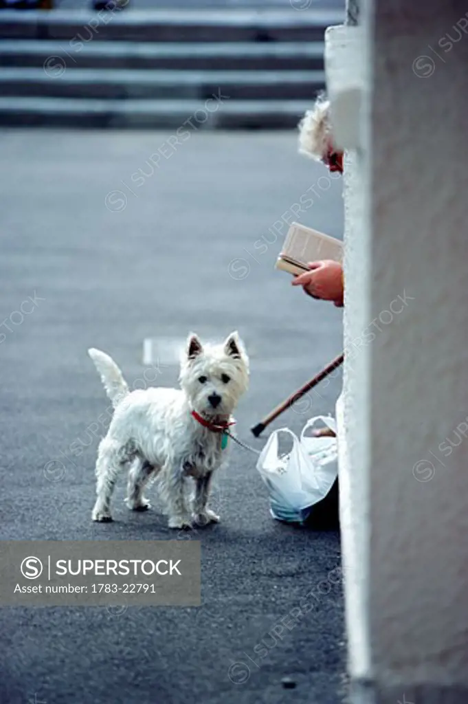 Elderly woman reading book on street with terrier, Great yarmouth, Norfolk, England