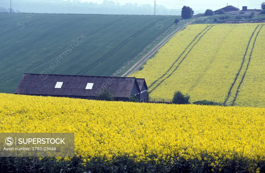 Houses among yellow rape seed field, Wiltshire, England 