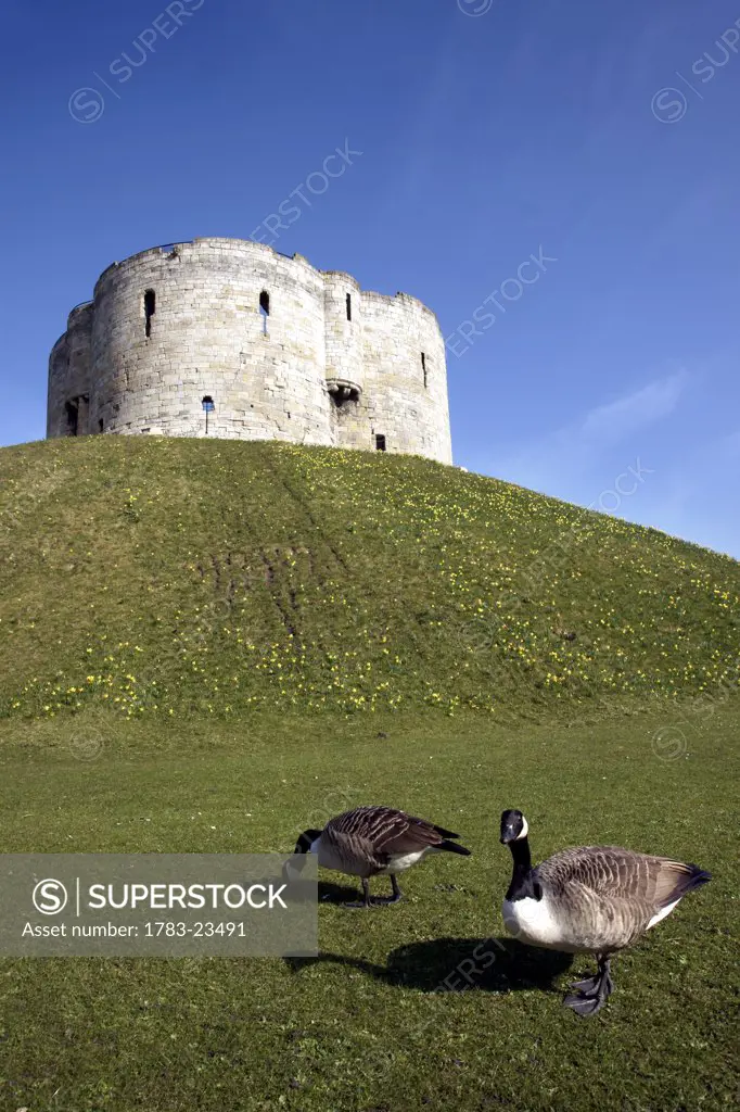 Geese on grass near Cliffords Tower in Castle area, York, North Yorkshire, England.