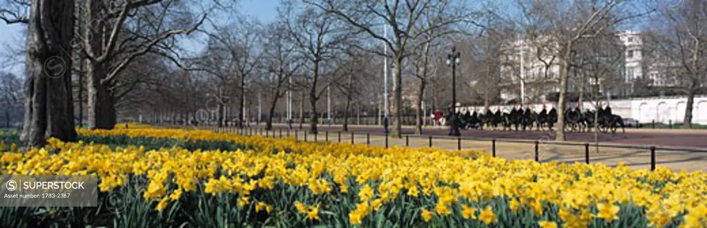 Calvalry going up the mall, St. James' Park (James), daffodils in  the foreground, London, England.  