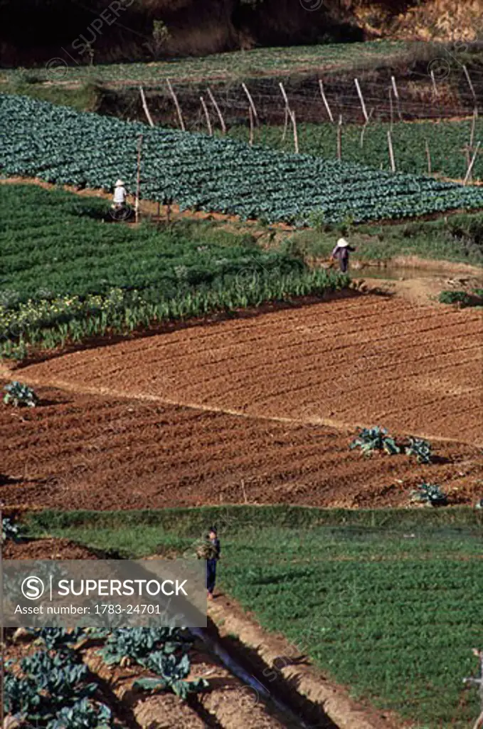People working in vegetable gardens, Dalat, Central Highlands, Vietnam.