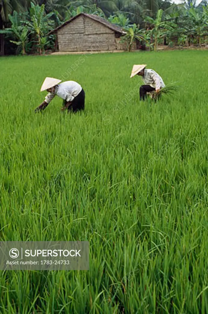 Two farmers in rice paddy, Vietnam.