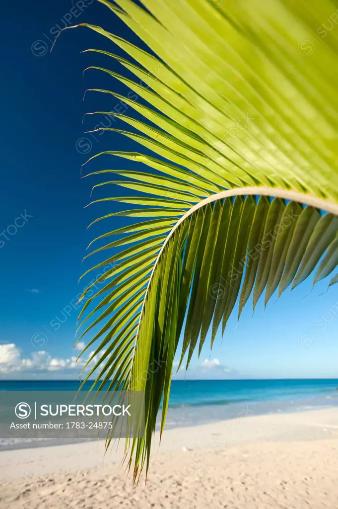 Detail of palm tree on Maxwell Beach near Oistins, Barbados.