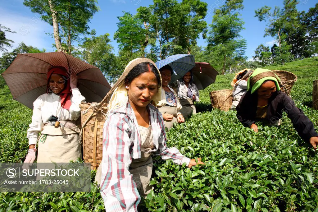 Five similing women picking tea in Darjeeling, West Bengal, India.