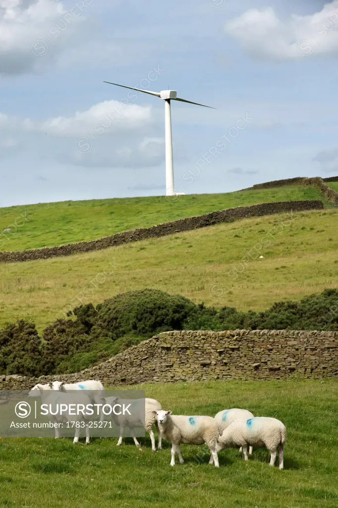 Wind Turbine with sheep and drystone walls