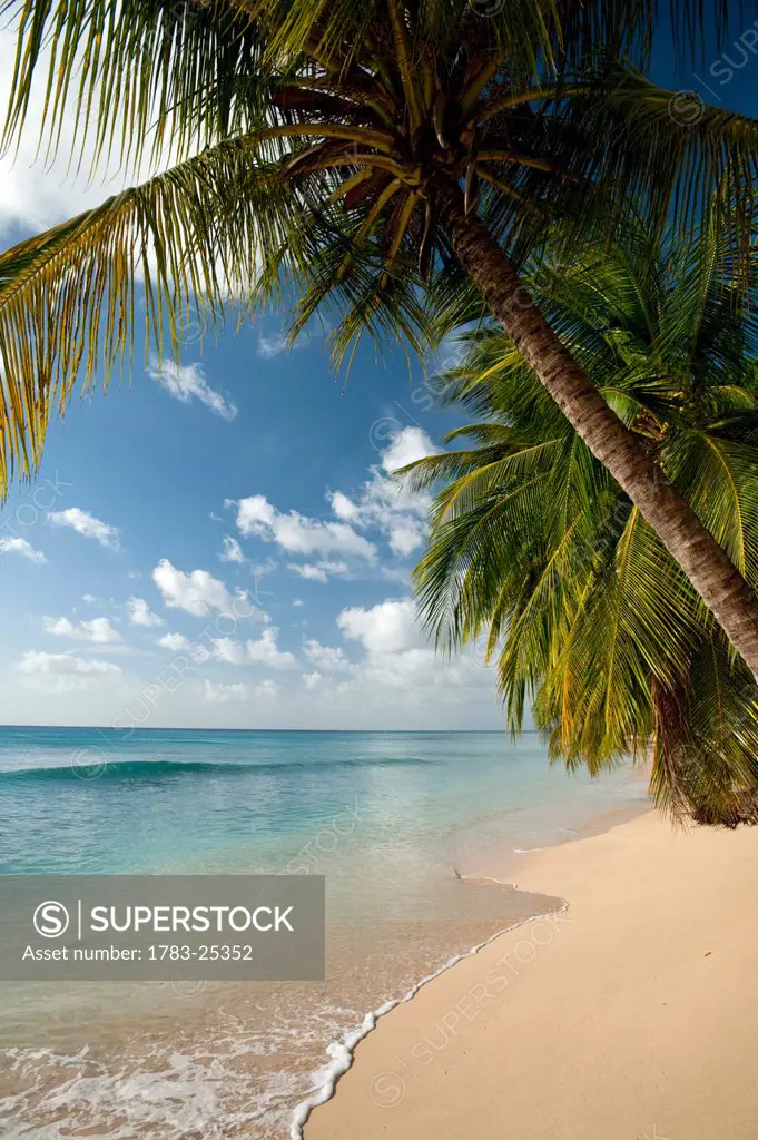 Palm trees and beach at Fitts on the west coast of Barbados.