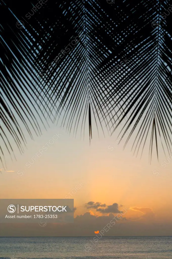 Looking through palm trees to sunset on the west coast of Barbados.