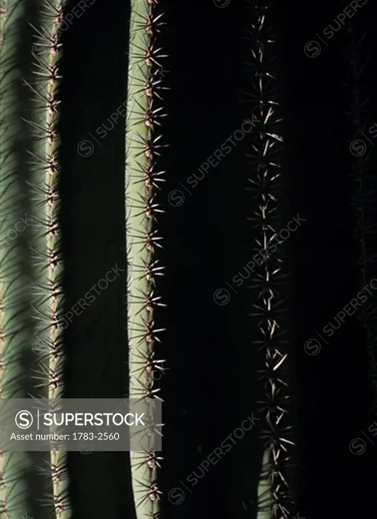 Detail of cactus in the Majorelle Gardens, Marrakesh, Morocco.  