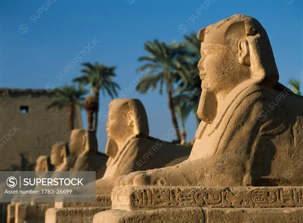 Sphinx at dawn in avenue of sphinxes, Luxor Temple, Luxor, Egypt