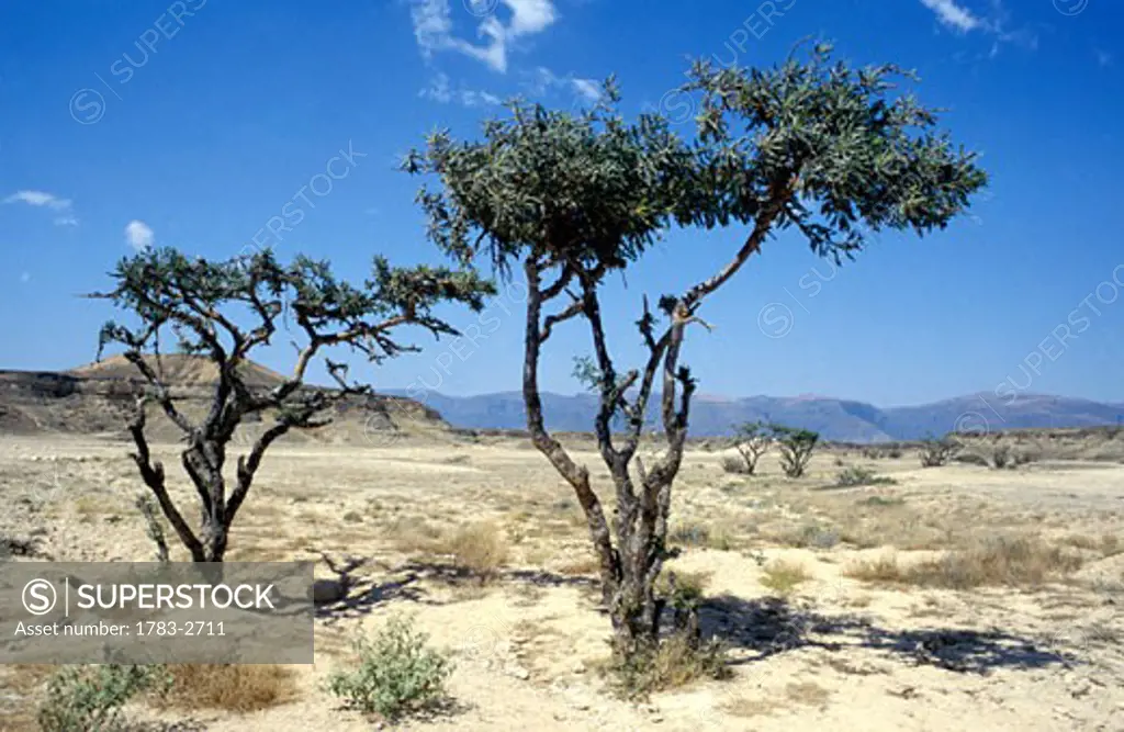  Frankincense Trees Near Salalah Oman 