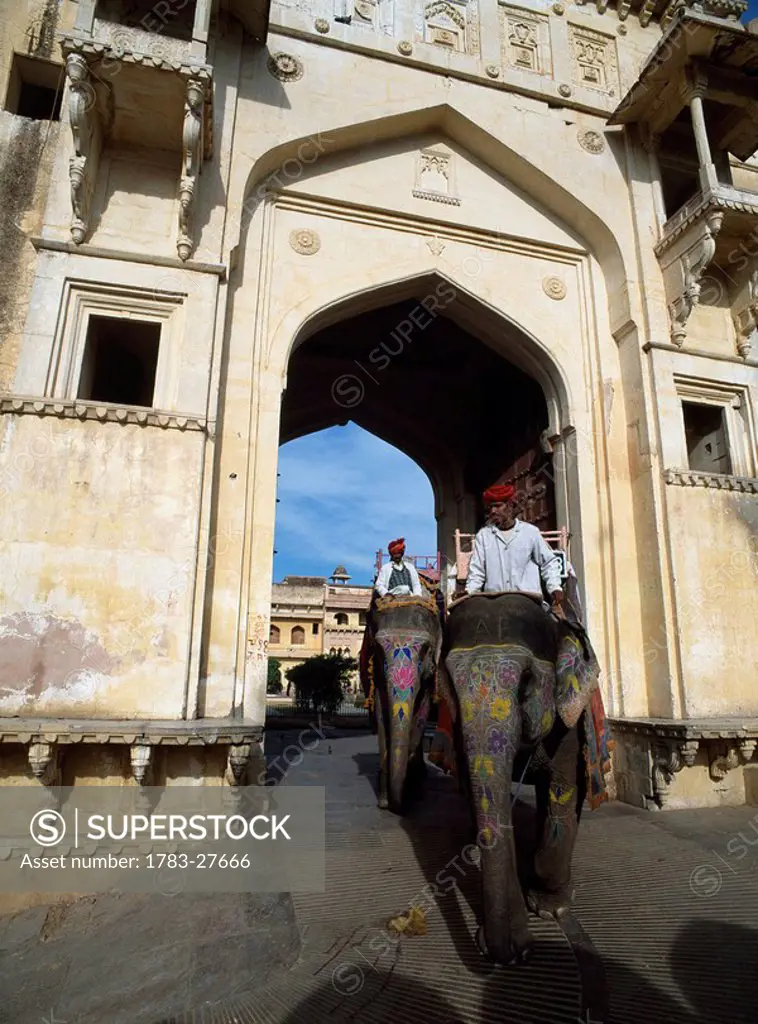 Man riding elephant through archway, Amber Palace Fort, Jaipur, Rajasthan, India