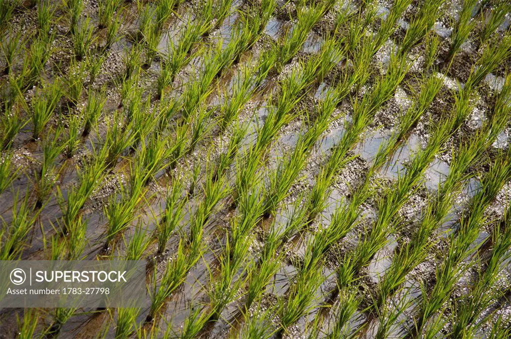 Rice paddy, Tana Toraja Regency, Sulawesi Island, Indonesia