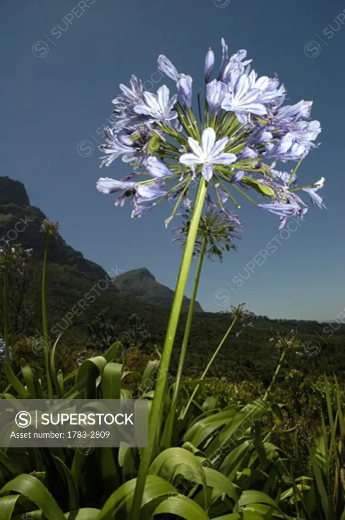 Flowers in Kirstenbosch Botanical Gardens with Table Mountain behind, Cape Town, South Africa. 