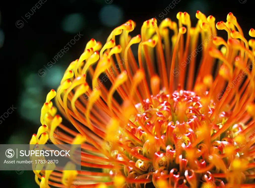 Detail of a Protea flower, Kirstenbosch Botanical Gardens, Cape Town, South Africa. 
