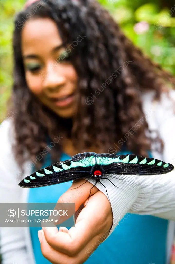 Raja Brooke butterfly, Cameron Highlands, Pahang, Malaysia