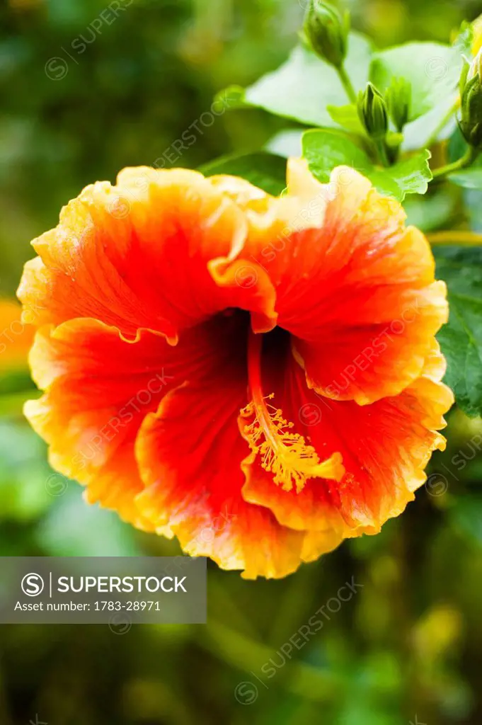 Brightly colored Hibiscus flowers, Cameron Highlands, Pahang, Malaysia