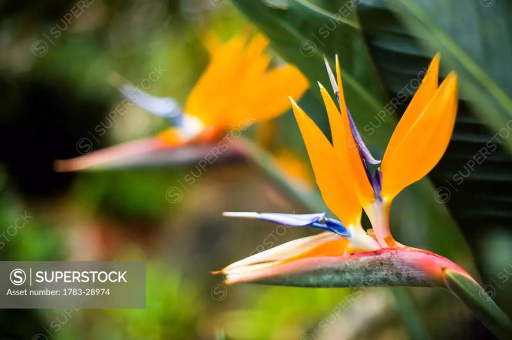 Orange and blue Bird of Paradise flower, Cameron Highlands, Pahang, Malaysia