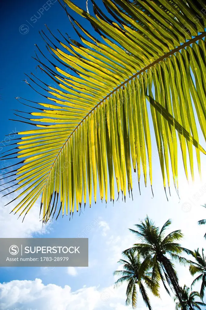 Palm fronds against blue sky, Penarek Inn beach huts, Penarek, Terengganu, Malaysia