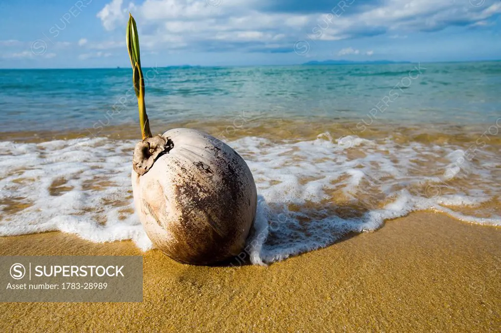 Sprouting coconut washed up on beach, Penarek Inn beach huts, Penarek, Terengganu, Malaysia