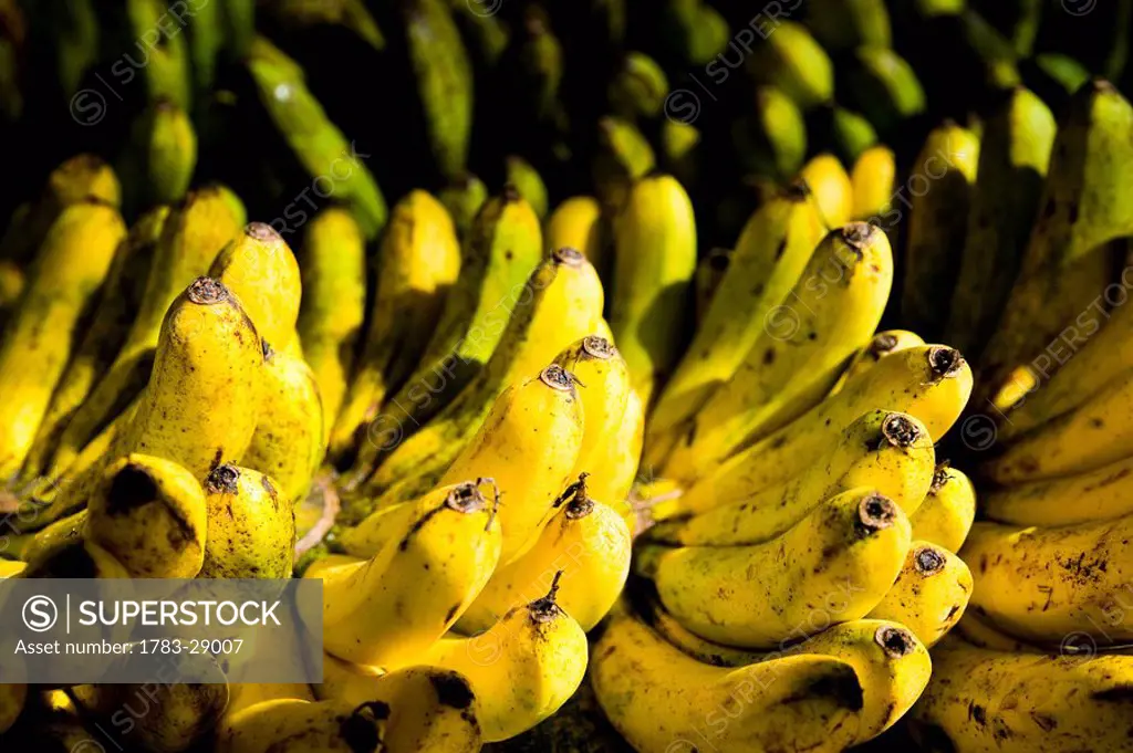 Bunches of yellow bananas for sale, East coast Highway, Terengganu, Malaysia