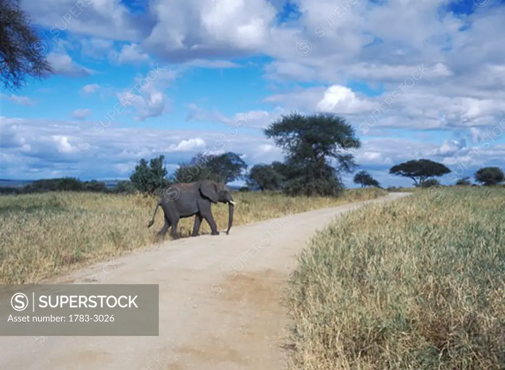 Elephant crossing track in Tarangire National Park, Tanzania.