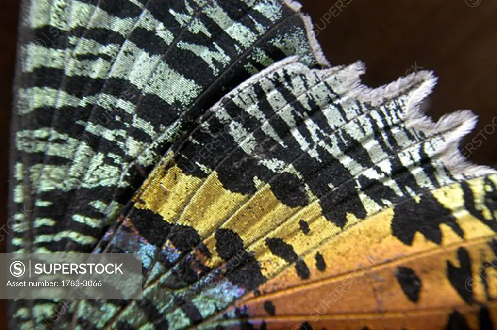 Detail of colourful moth wing, Selous Game Reserve, Tanzania.