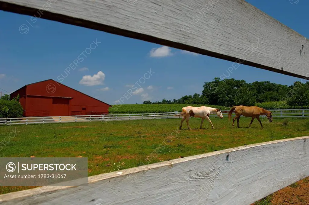 Horses and red barn at the Barboursville Vineyard. Piedmont region of the Commonwealth of Virginia in the unincorporated town of Barboursville